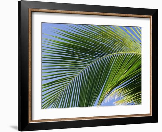 Close-up of Palm Leaf at Ko Samet Island, Rayong, Thailand, Asia-Richard Nebesky-Framed Photographic Print