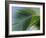 Close-up of Palm Leaf at Ko Samet Island, Rayong, Thailand, Asia-Richard Nebesky-Framed Photographic Print