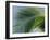 Close-up of Palm Leaf at Ko Samet Island, Rayong, Thailand, Asia-Richard Nebesky-Framed Photographic Print