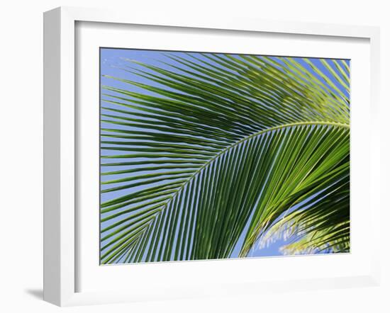 Close-up of Palm Leaf at Ko Samet Island, Rayong, Thailand, Asia-Richard Nebesky-Framed Photographic Print