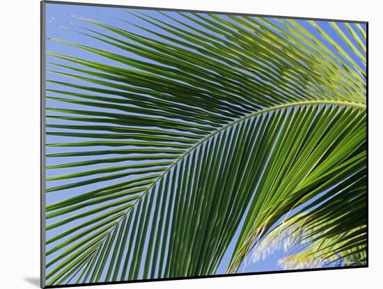 Close-up of Palm Leaf at Ko Samet Island, Rayong, Thailand, Asia-Richard Nebesky-Mounted Photographic Print