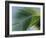 Close-up of Palm Leaf at Ko Samet Island, Rayong, Thailand, Asia-Richard Nebesky-Framed Photographic Print