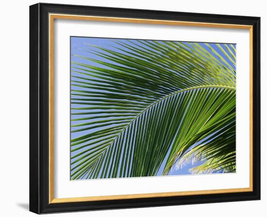 Close-up of Palm Leaf at Ko Samet Island, Rayong, Thailand, Asia-Richard Nebesky-Framed Photographic Print