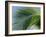 Close-up of Palm Leaf at Ko Samet Island, Rayong, Thailand, Asia-Richard Nebesky-Framed Photographic Print