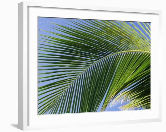 Close-up of Palm Leaf at Ko Samet Island, Rayong, Thailand, Asia-Richard Nebesky-Framed Photographic Print