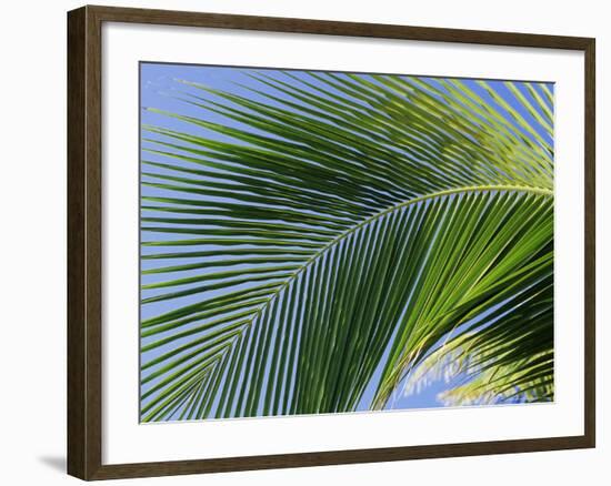 Close-up of Palm Leaf at Ko Samet Island, Rayong, Thailand, Asia-Richard Nebesky-Framed Photographic Print