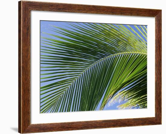 Close-up of Palm Leaf at Ko Samet Island, Rayong, Thailand, Asia-Richard Nebesky-Framed Photographic Print