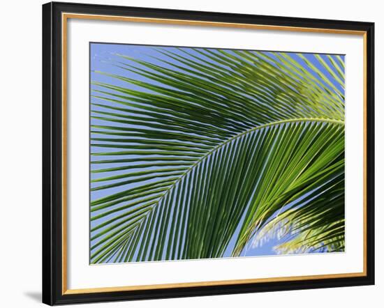 Close-up of Palm Leaf at Ko Samet Island, Rayong, Thailand, Asia-Richard Nebesky-Framed Photographic Print