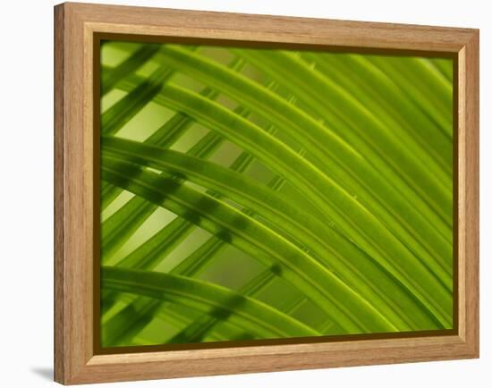 Close-up of Palm Leaf-null-Framed Premier Image Canvas