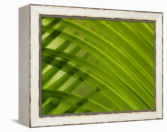 Close-up of Palm Leaf-null-Framed Premier Image Canvas