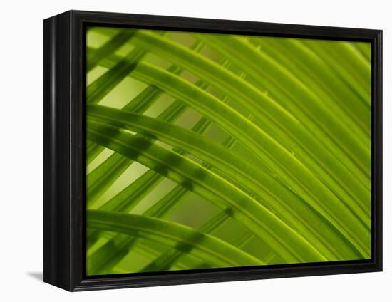 Close-up of Palm Leaf-null-Framed Premier Image Canvas