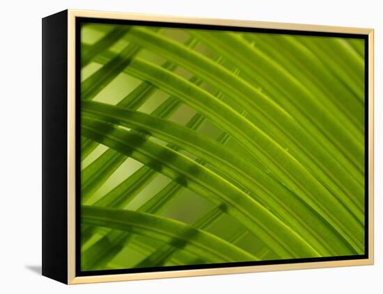 Close-up of Palm Leaf-null-Framed Premier Image Canvas