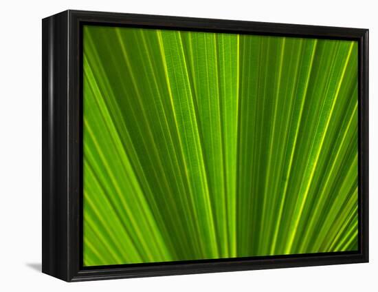 Close-up of Palm Leaf-null-Framed Premier Image Canvas