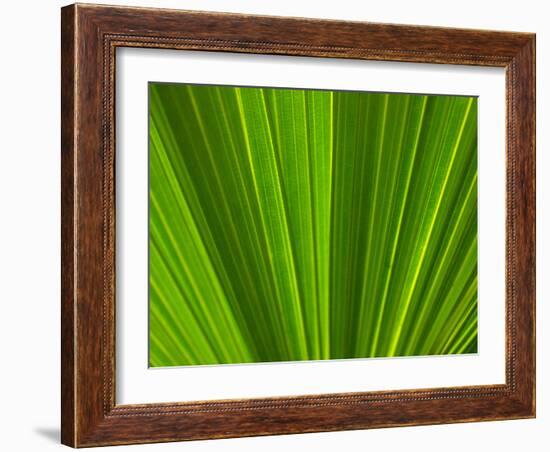 Close-up of Palm Leaf-null-Framed Photographic Print