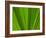 Close-up of Palm Leaf-null-Framed Photographic Print