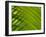 Close-up of Palm Leaf-null-Framed Photographic Print