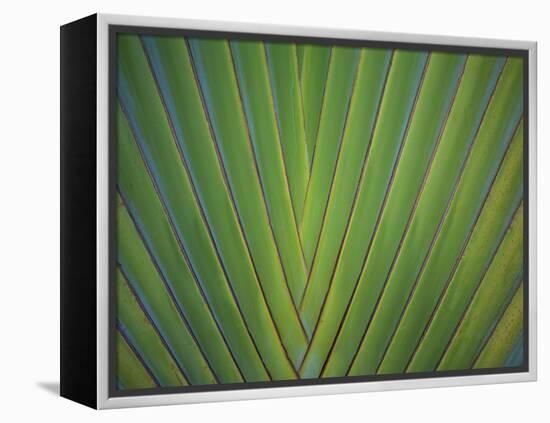 Close-Up of Palm Leaves, Bavaro, Punta Cana, Dominican Republic-Jim Engelbrecht-Framed Premier Image Canvas