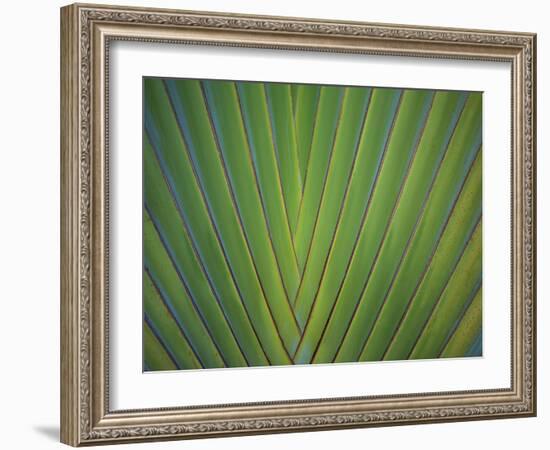 Close-Up of Palm Leaves, Bavaro, Punta Cana, Dominican Republic-Jim Engelbrecht-Framed Photographic Print