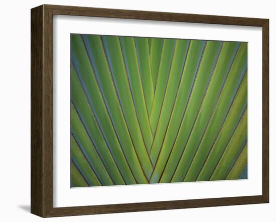 Close-Up of Palm Leaves, Bavaro, Punta Cana, Dominican Republic-Jim Engelbrecht-Framed Photographic Print