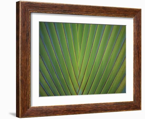 Close-Up of Palm Leaves, Bavaro, Punta Cana, Dominican Republic-Jim Engelbrecht-Framed Photographic Print