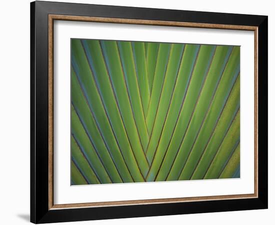 Close-Up of Palm Leaves, Bavaro, Punta Cana, Dominican Republic-Jim Engelbrecht-Framed Photographic Print