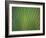 Close-Up of Palm Leaves, Bavaro, Punta Cana, Dominican Republic-Jim Engelbrecht-Framed Photographic Print