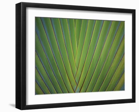 Close-Up of Palm Leaves, Bavaro, Punta Cana, Dominican Republic-Jim Engelbrecht-Framed Photographic Print