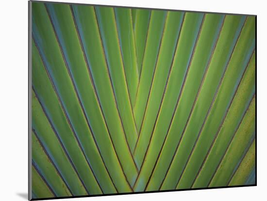 Close-Up of Palm Leaves, Bavaro, Punta Cana, Dominican Republic-Jim Engelbrecht-Mounted Photographic Print