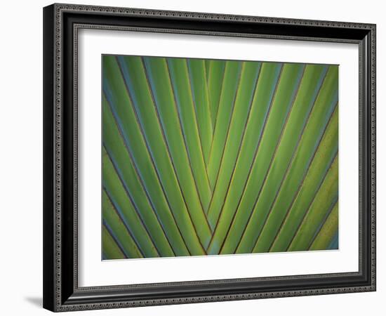 Close-Up of Palm Leaves, Bavaro, Punta Cana, Dominican Republic-Jim Engelbrecht-Framed Photographic Print