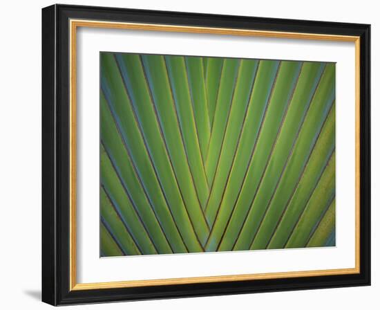 Close-Up of Palm Leaves, Bavaro, Punta Cana, Dominican Republic-Jim Engelbrecht-Framed Photographic Print