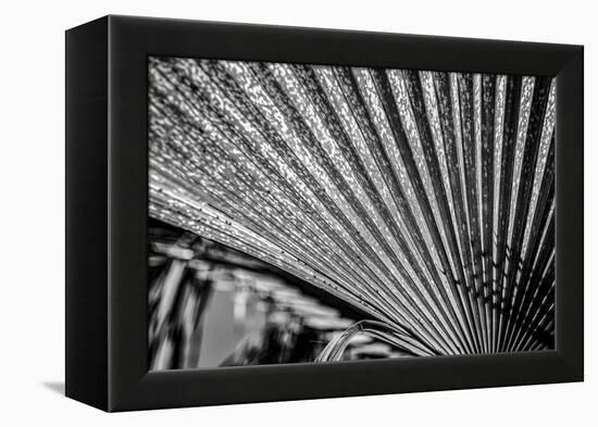 Close-Up of Palm leaves, California, USA-Panoramic Images-Framed Premier Image Canvas