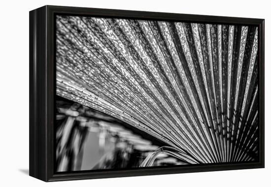 Close-Up of Palm leaves, California, USA-Panoramic Images-Framed Premier Image Canvas