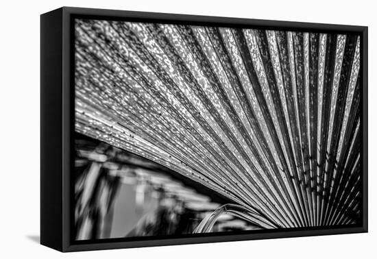 Close-Up of Palm leaves, California, USA-Panoramic Images-Framed Premier Image Canvas