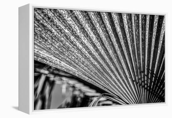 Close-Up of Palm leaves, California, USA-Panoramic Images-Framed Premier Image Canvas