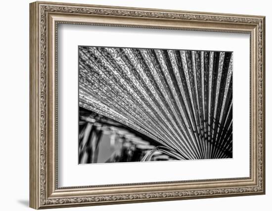 Close-Up of Palm leaves, California, USA-Panoramic Images-Framed Photographic Print