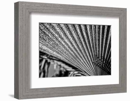 Close-Up of Palm leaves, California, USA-Panoramic Images-Framed Photographic Print