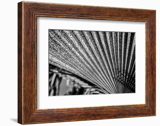Close-Up of Palm leaves, California, USA-Panoramic Images-Framed Photographic Print