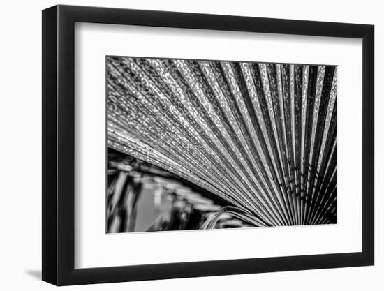 Close-Up of Palm leaves, California, USA-Panoramic Images-Framed Photographic Print