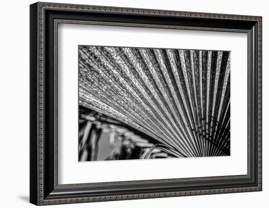 Close-Up of Palm leaves, California, USA-Panoramic Images-Framed Photographic Print