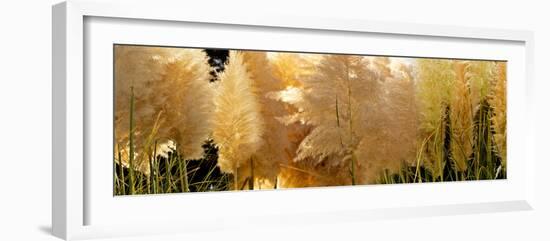 Close-Up of Pampas Grass-null-Framed Photographic Print