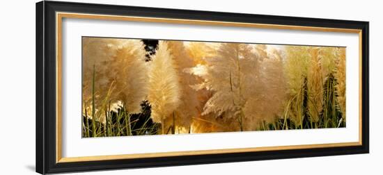 Close-Up of Pampas Grass-null-Framed Photographic Print