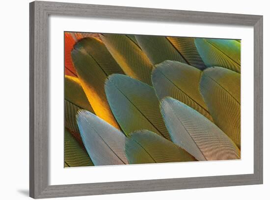 Close-Up of Parrot Feathers-Darrell Gulin-Framed Photographic Print