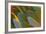 Close-Up of Parrot Feathers-Darrell Gulin-Framed Photographic Print