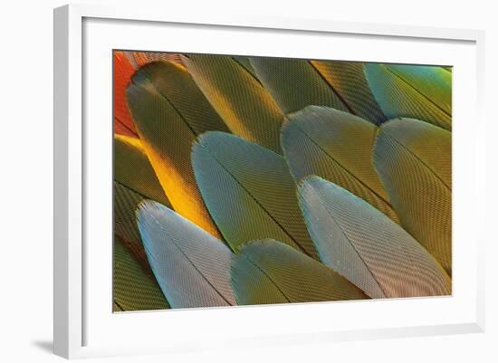Close-Up of Parrot Feathers-Darrell Gulin-Framed Photographic Print