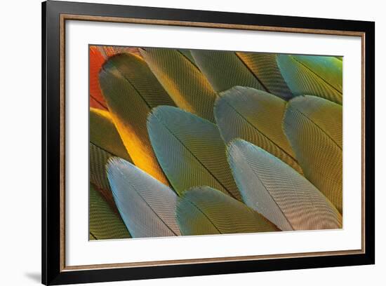 Close-Up of Parrot Feathers-Darrell Gulin-Framed Photographic Print