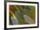 Close-Up of Parrot Feathers-Darrell Gulin-Framed Photographic Print