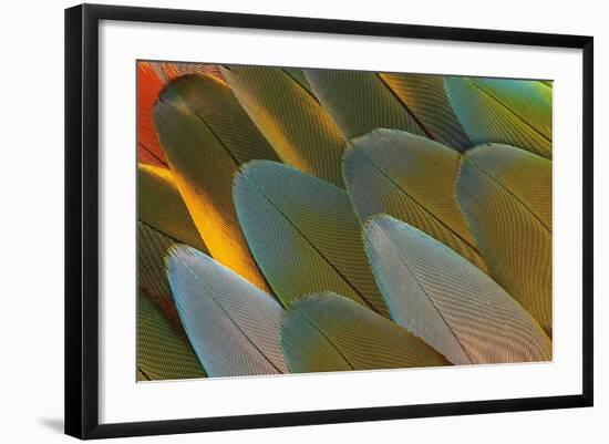 Close-Up of Parrot Feathers-Darrell Gulin-Framed Photographic Print