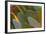 Close-Up of Parrot Feathers-Darrell Gulin-Framed Photographic Print