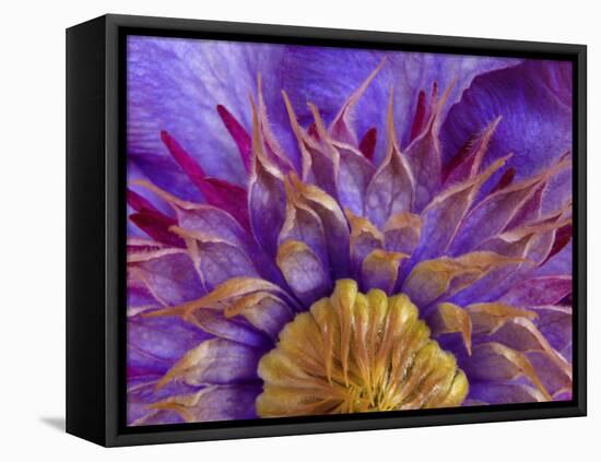 Close-Up of Part of Clematis Blossom-Don Paulson-Framed Premier Image Canvas