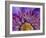 Close-Up of Part of Clematis Blossom-Don Paulson-Framed Photographic Print